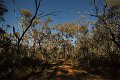 aranda bush